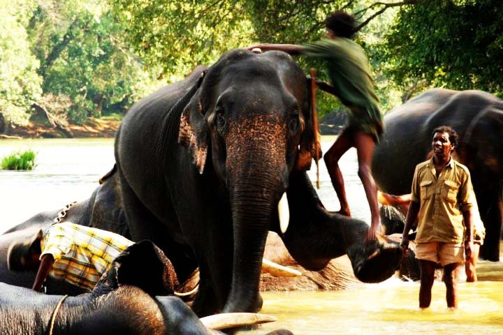 Dubare Elephant Camp