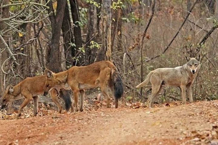 Debrigarh Wildlife Sanctuary