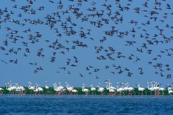 Chilika Lake