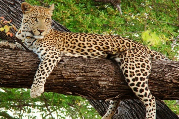 Ramgarh Vishdhari Wildlife Sanctuary