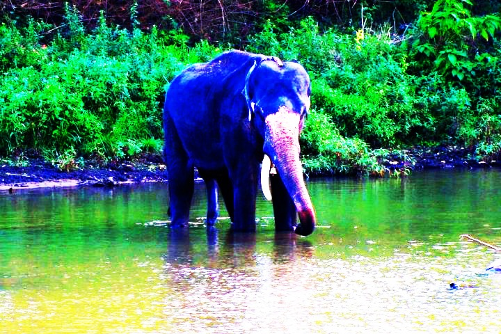 Balpakram National Park