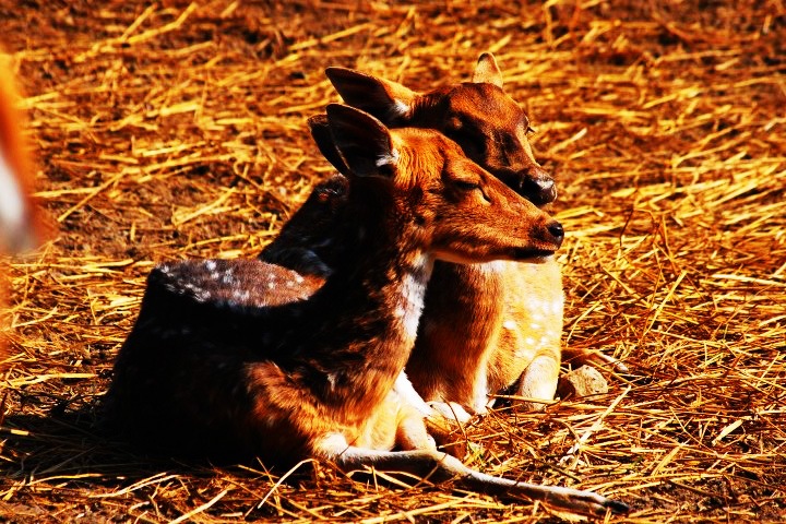 Manipur Zoological Garden