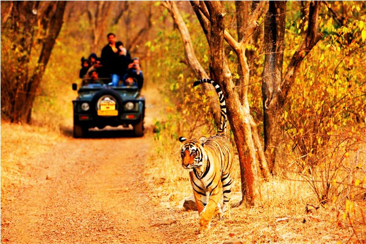 Ranthambhore National Park