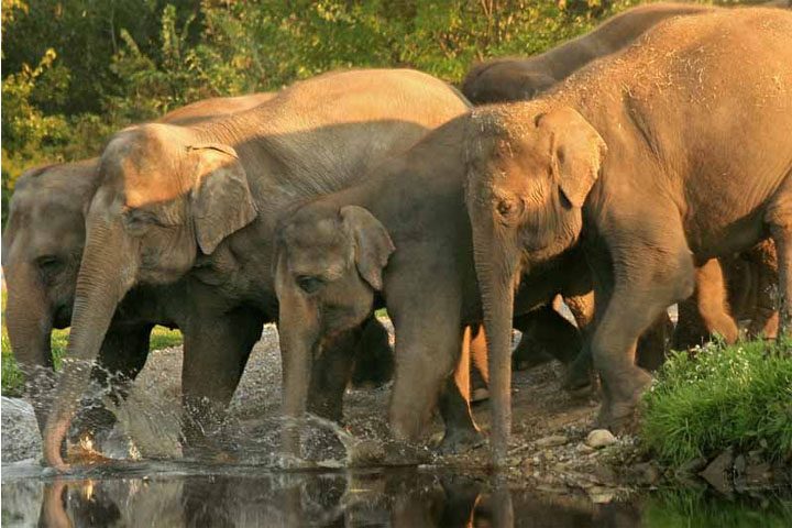 Mount Abu Wildlife Sanctuary