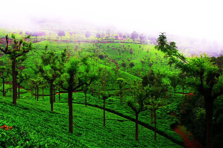 Highfield Tea Estate Coonoor