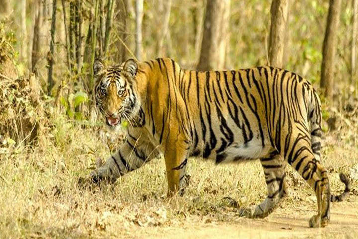 Nagzira Wildlife Sanctuary