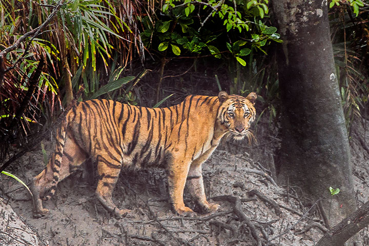 Sajnekhali Tiger Reserve