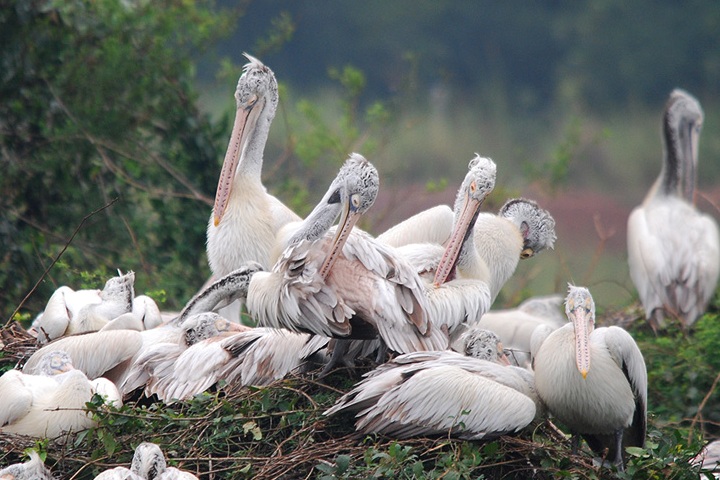 Nellapattu Sanctuary