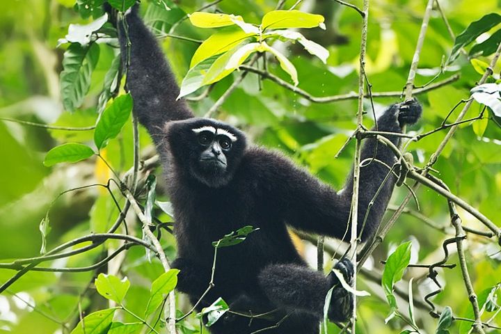 Mehao Wildlife Sanctuary