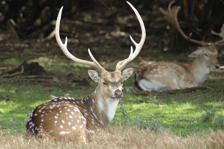 Pant Wildlife Sanctuary
