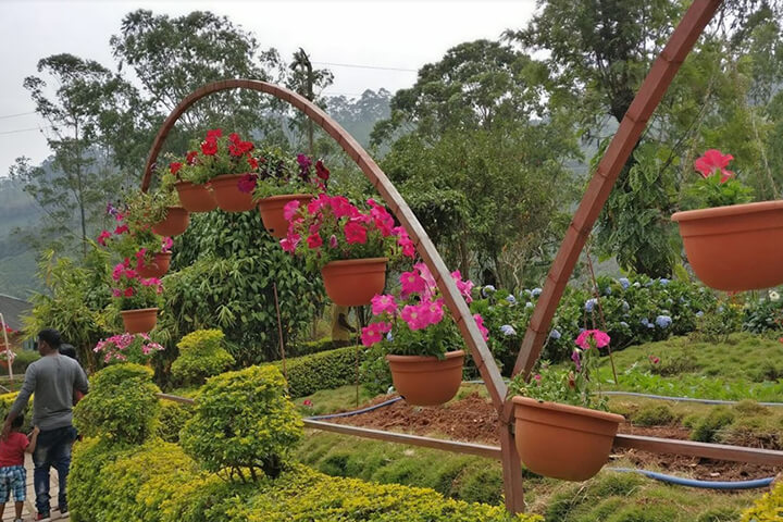 Rose Garden Munnar