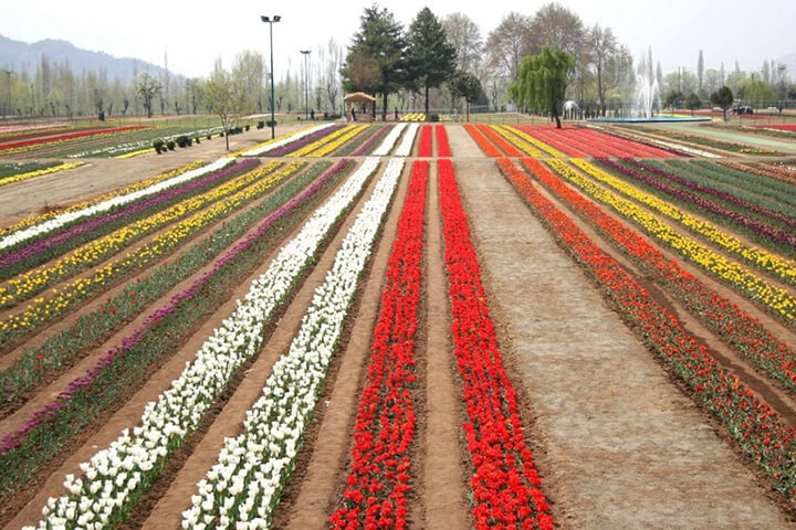 Tulip Garden