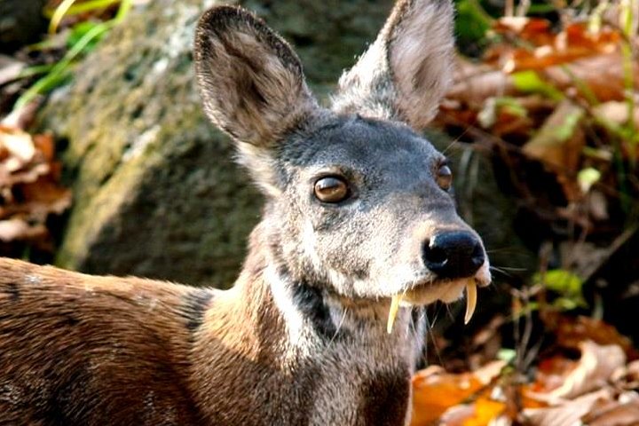 Kanchula Korak Musk Deer Sanctuary