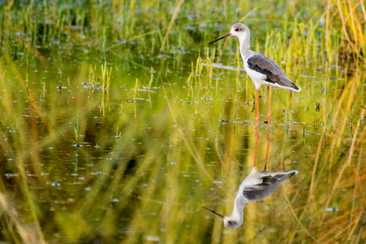 Neel Dhara Pakshi Vihar