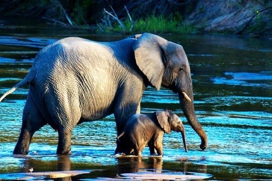 Rajaji National Park Tour