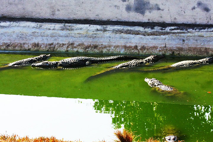 SCUBA DIVING IN THIRUVANANTHAPURAM