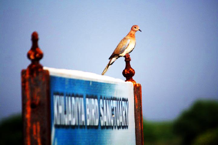 Khijadia Bird Sanctuary