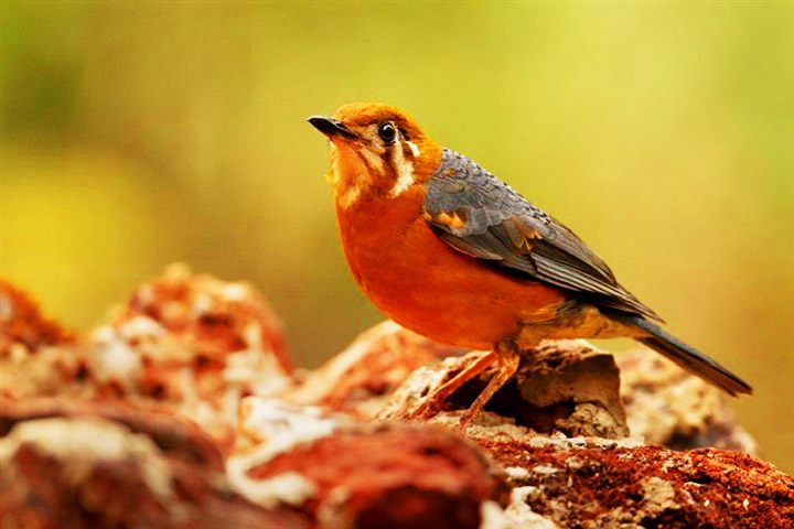 Dandeli Wildlife Destination