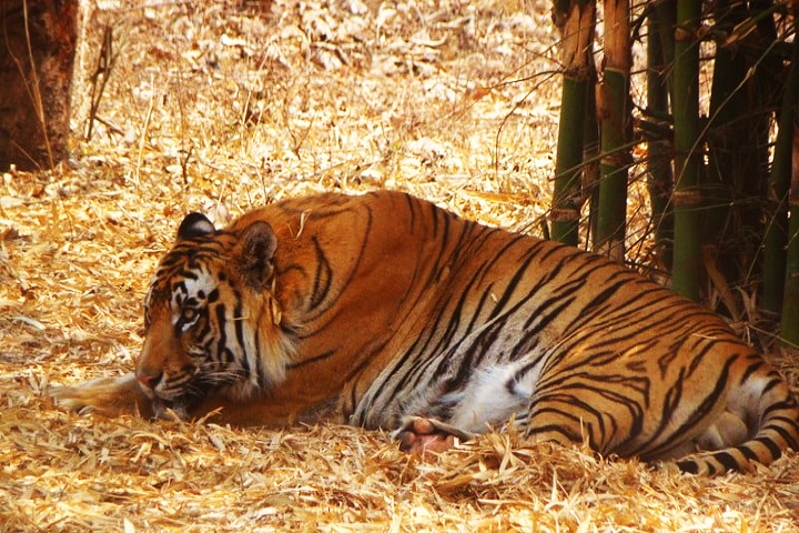 Thyvare Koppa Lion and Tiger Reserve, Jog Falls