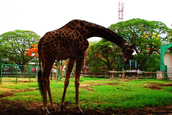 Sri Chamarajendra Zoological Gardens