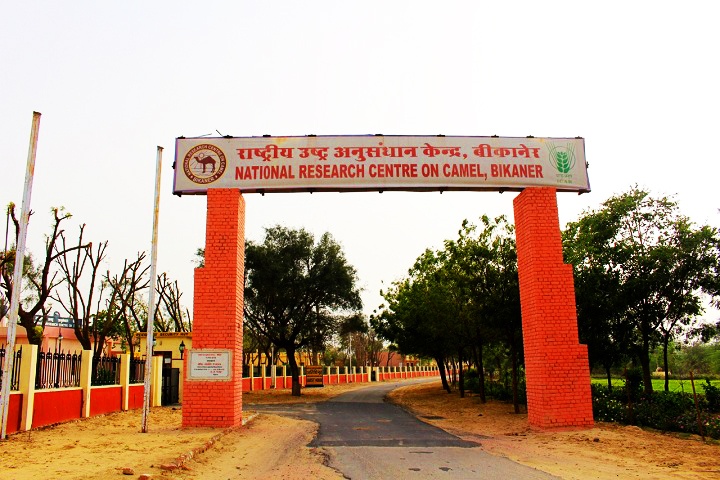 National Research Centre on Camel