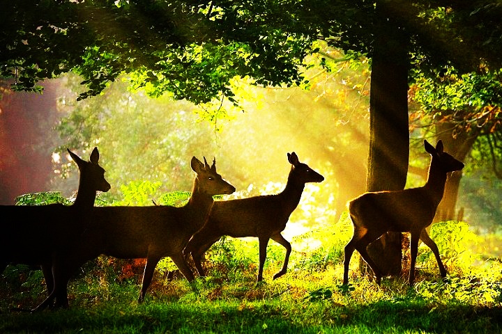 Nandankanan Zoological Park