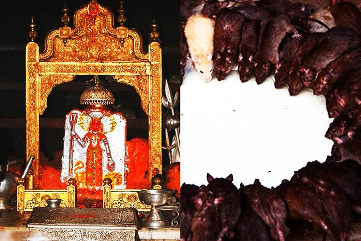 Karni Mata Temple-The Temple of Rats