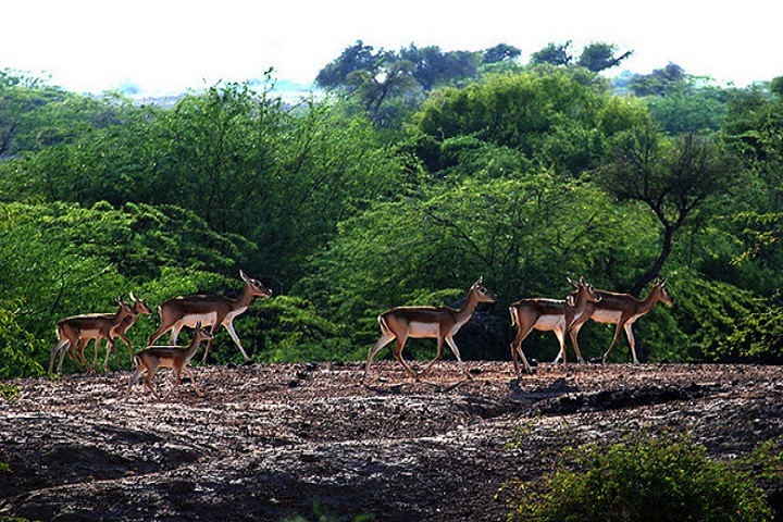 Gajner Wildlife Sanctuary