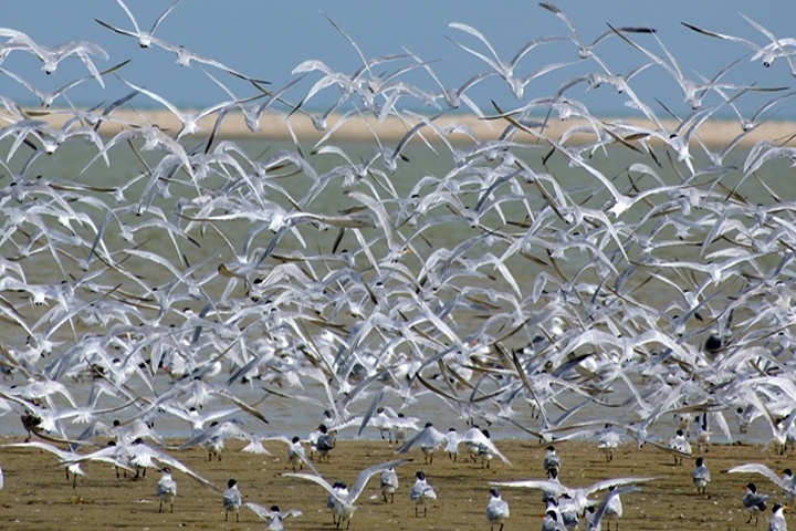 Chilika Wildlife Sanctuary