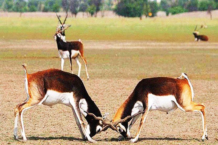 Tal Chhapar Sanctuary