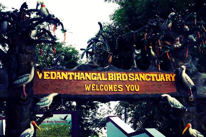 Vedanthangal Bird Sanctuary