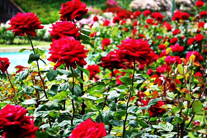 Rose Garden