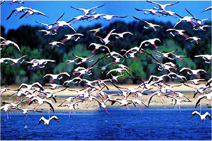 Porbandar Bird Santuary