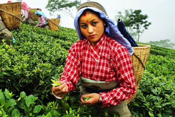 Tea Garden ,Darjeeling