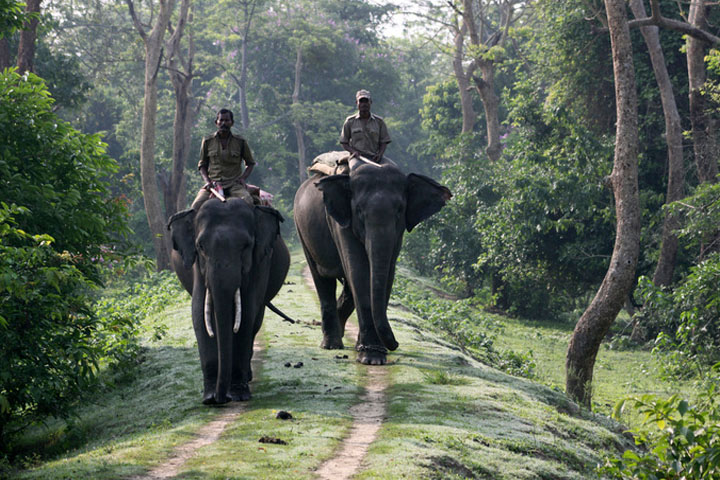 Pobitora Wildlife Sanctuary