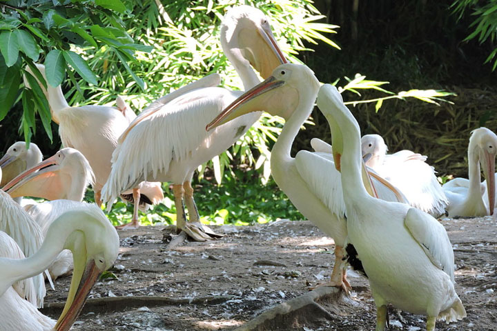 Assam State Zoo Cum Botanical Garden
