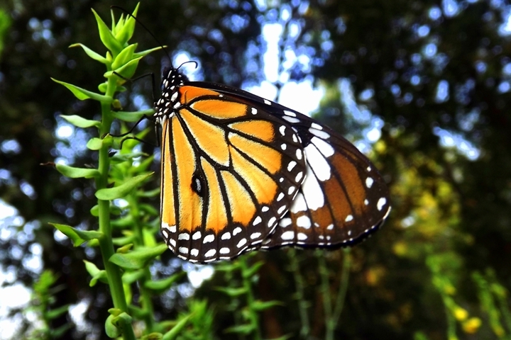 Elvis Butterfly Garden