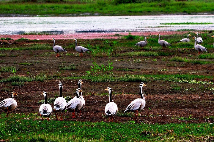 Dibru Saikhowa National Park