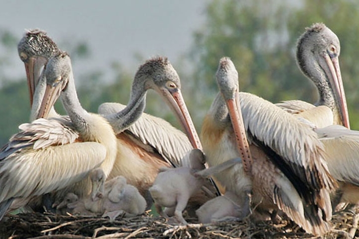 Rollapadu Wildlife Sanctuary