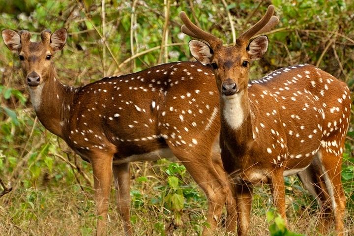 Namdhapha National Park