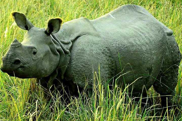 Pobitora Wildlife Sanctuary