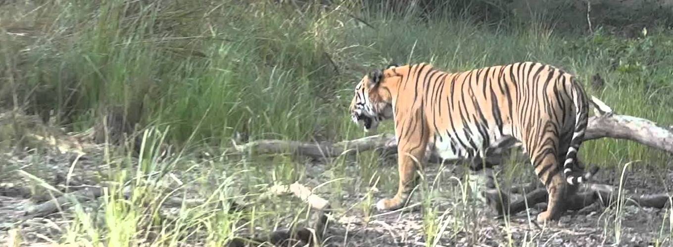 Dudhwa National Park