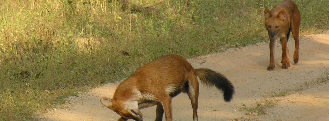 Bandhavgarh National Park