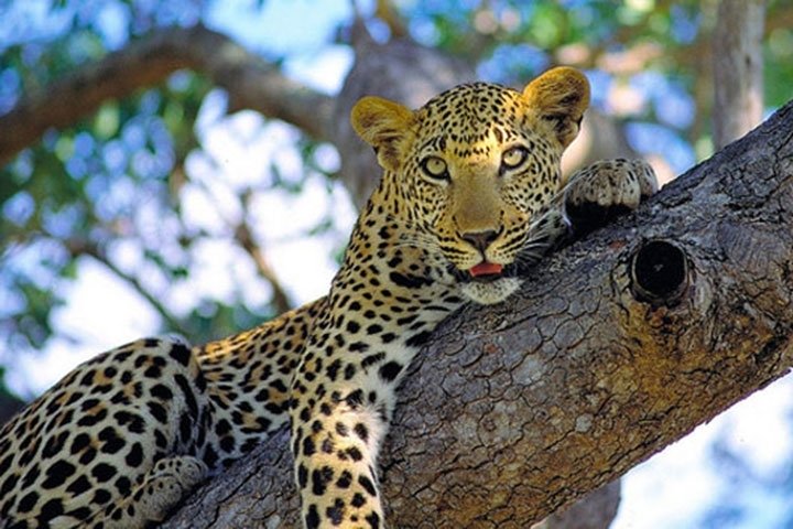 JEEP SAFARI IN PAPIKONDA NATIONAL PARK