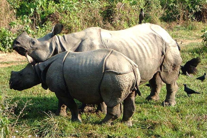 TREKKING IN VALMIKI NATIONAL PARK