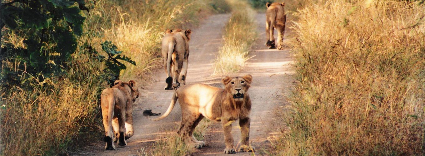 Valmiki National Park