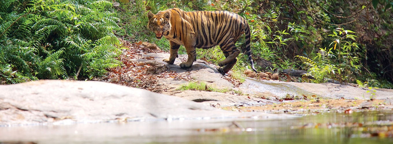 Parambikulam Wildlife Sanctuary