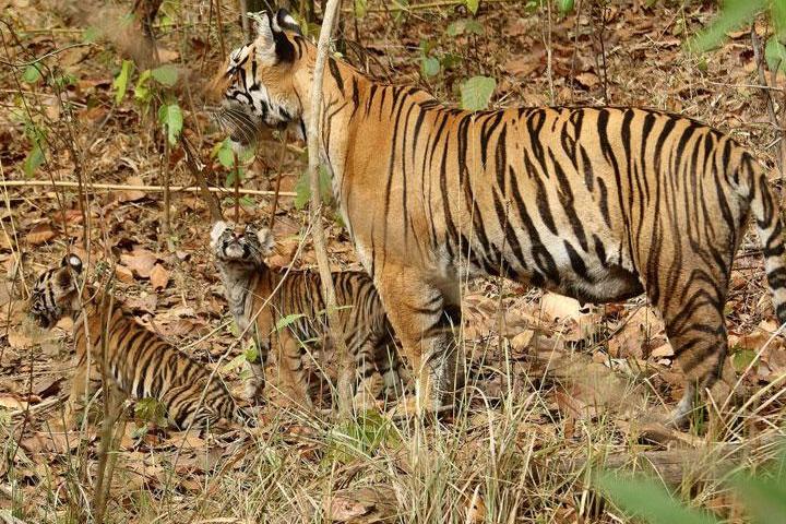 JEEP SAFARI IN BIHAR