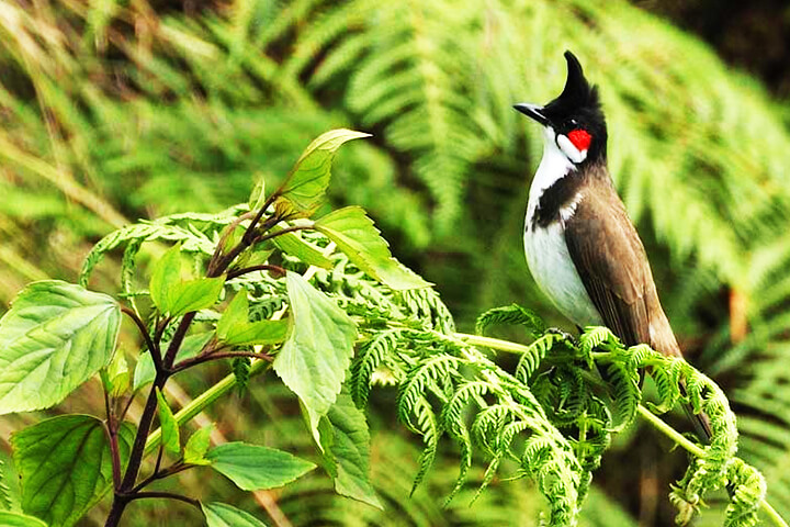 Mount Harriet and Madhuban