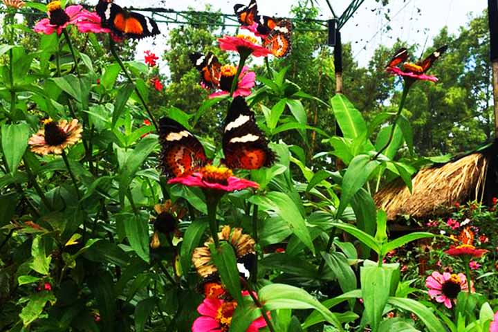 Butterfly Park